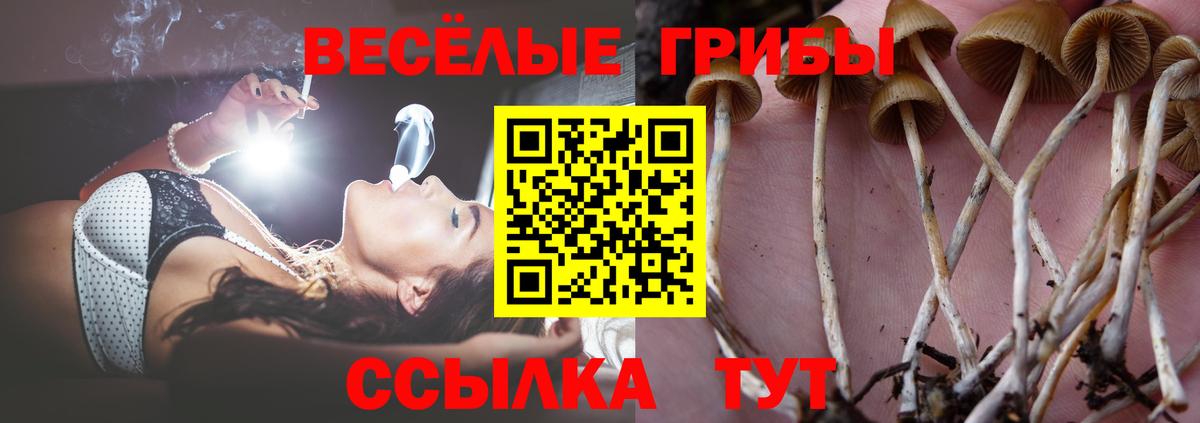 где купить наркоту  Псилоцибиновые грибы мицелий  Вход с VPN  Улан-Удэ 